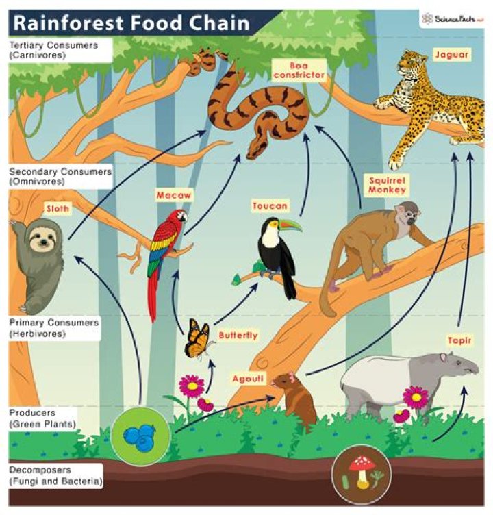 What would be an example of a food chain in the giant kelp forest ecosystem?