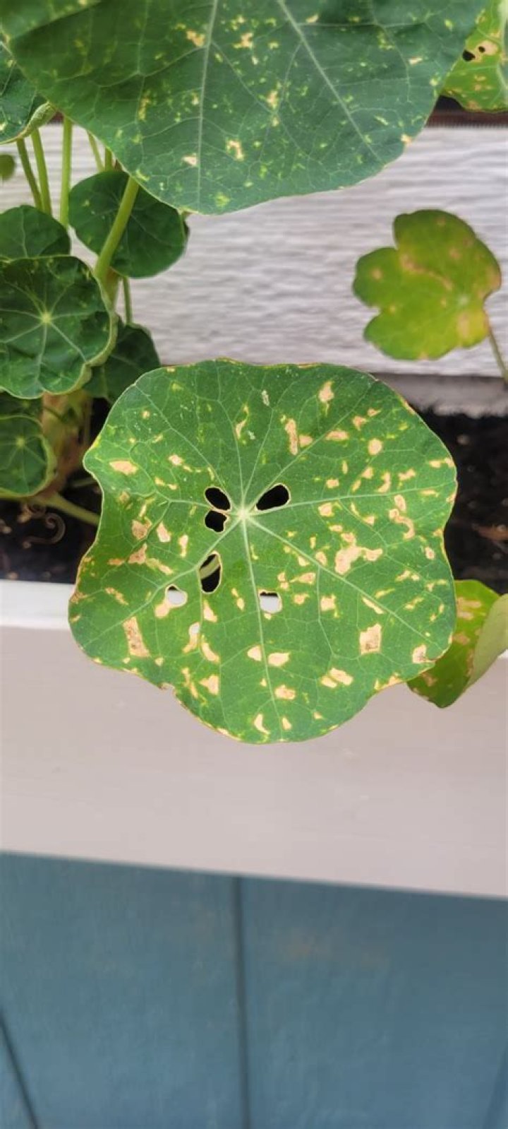 Whats eating my nasturtium leaves