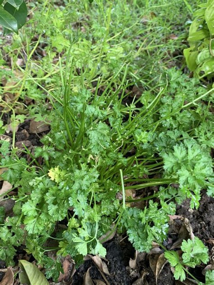 Whats eating my parsley