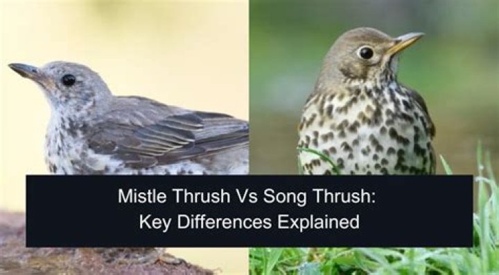 Whats the difference between a thrush and a song thrush