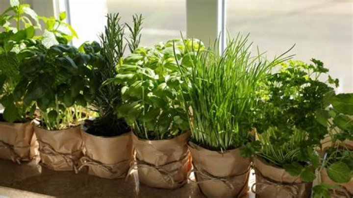 Whats the fastest growing herb