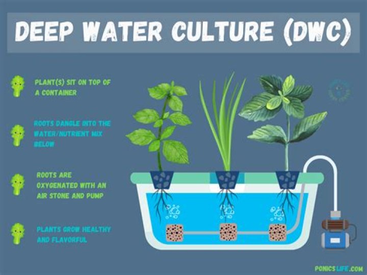 When did hydroponics start? | ContextResponse.com