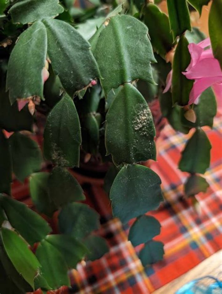 When should I bring my Christmas cactus inside