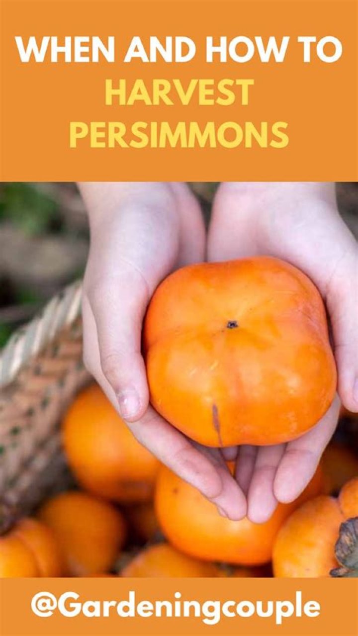 When should I harvest persimmons