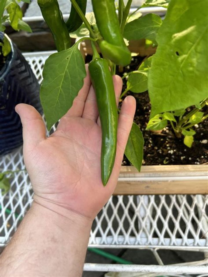 When should I pick my garden salsa peppers