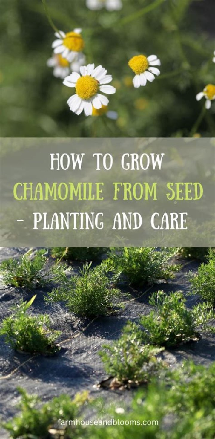 When should I plant chamomile?