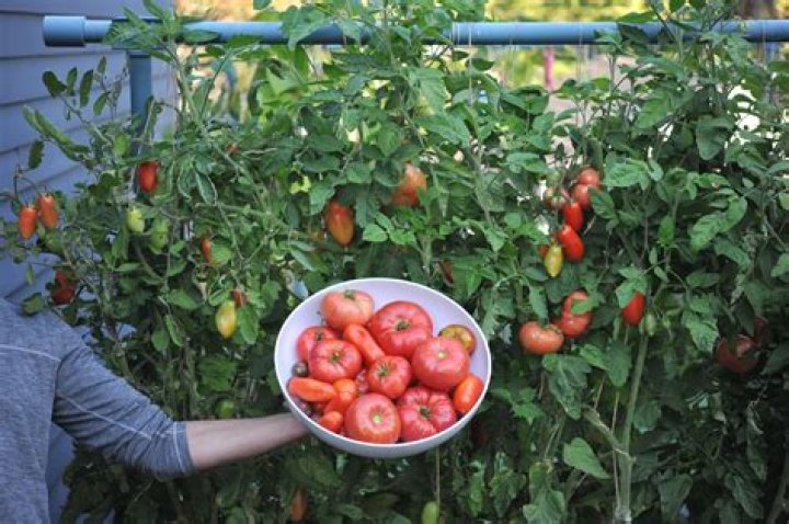 When should I plant tomatoes in Houston