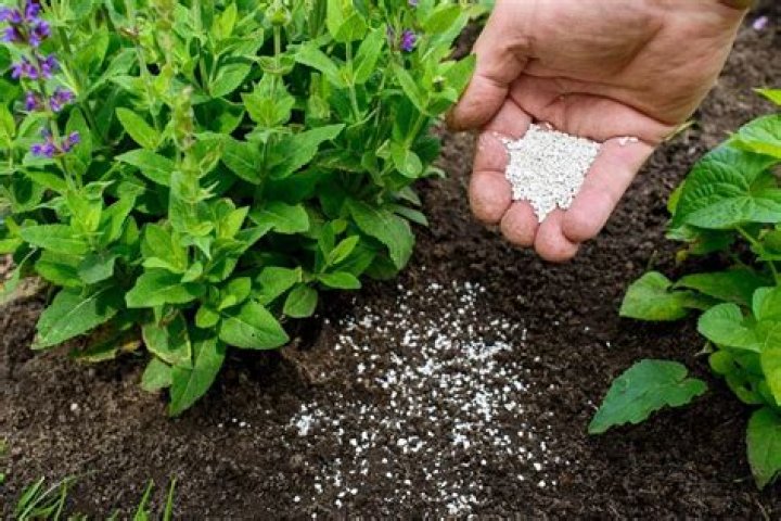 When should I stop fertilizing my houseplants