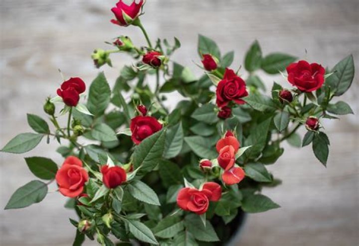 When should miniature roses be pruned?