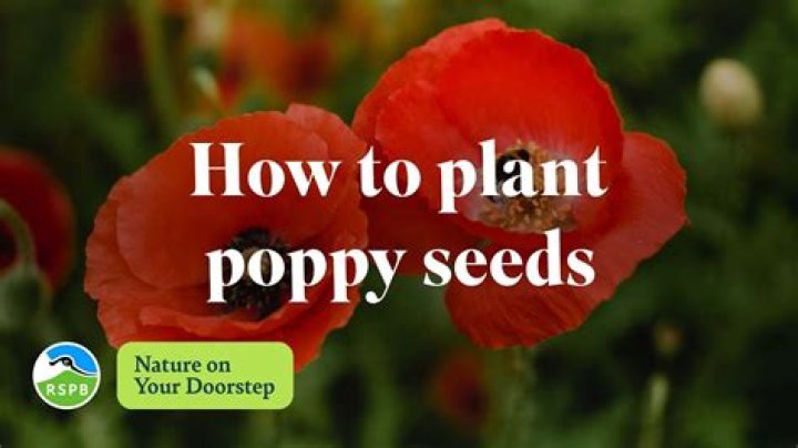 When should poppies be planted?
