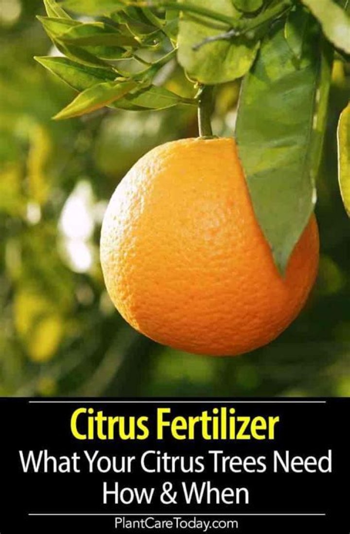 When should you fertilize citrus trees