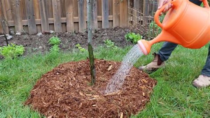 When should you stop watering trees in the fall
