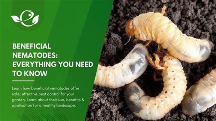 When should you use nematodes