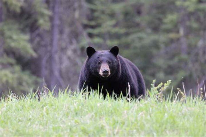 Where are bears in Washington state