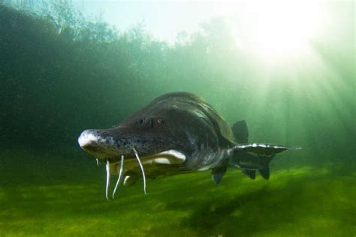 Where are beluga sturgeon found