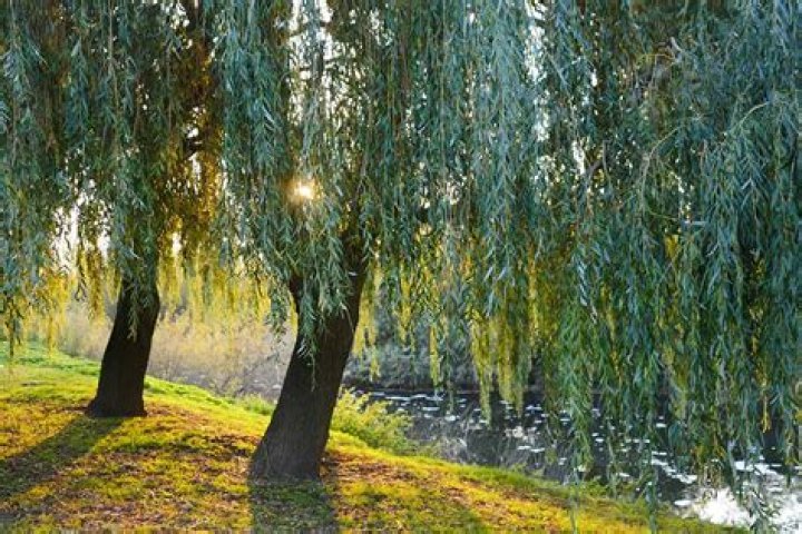 Where are diamond willow trees in Minnesota