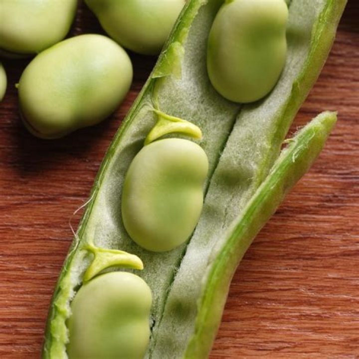 Where are fava beans from