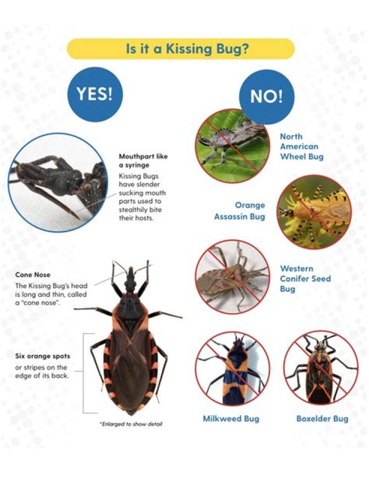 Where are kissing bugs? | ContextResponse.com