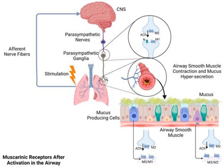 Where are nicotinic and muscarinic receptors located?