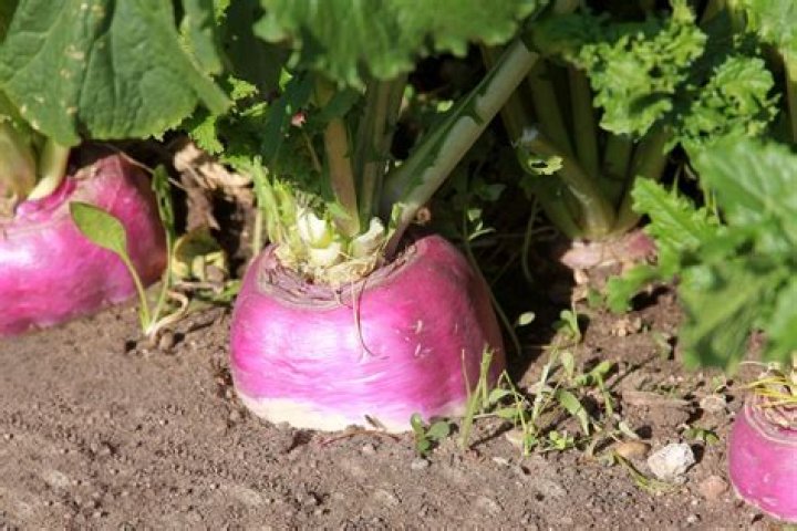 Where are turnips grown