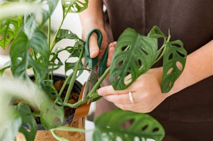 Where can I cut Monstera?