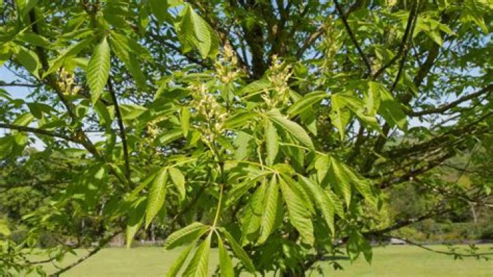 Where can I find a buckeye tree in Ohio
