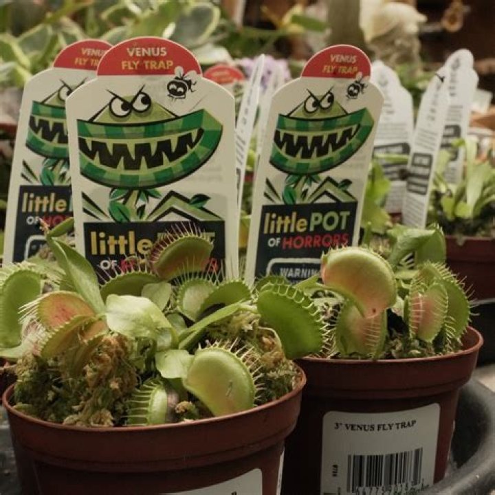 Where can you buy Venus fly traps?