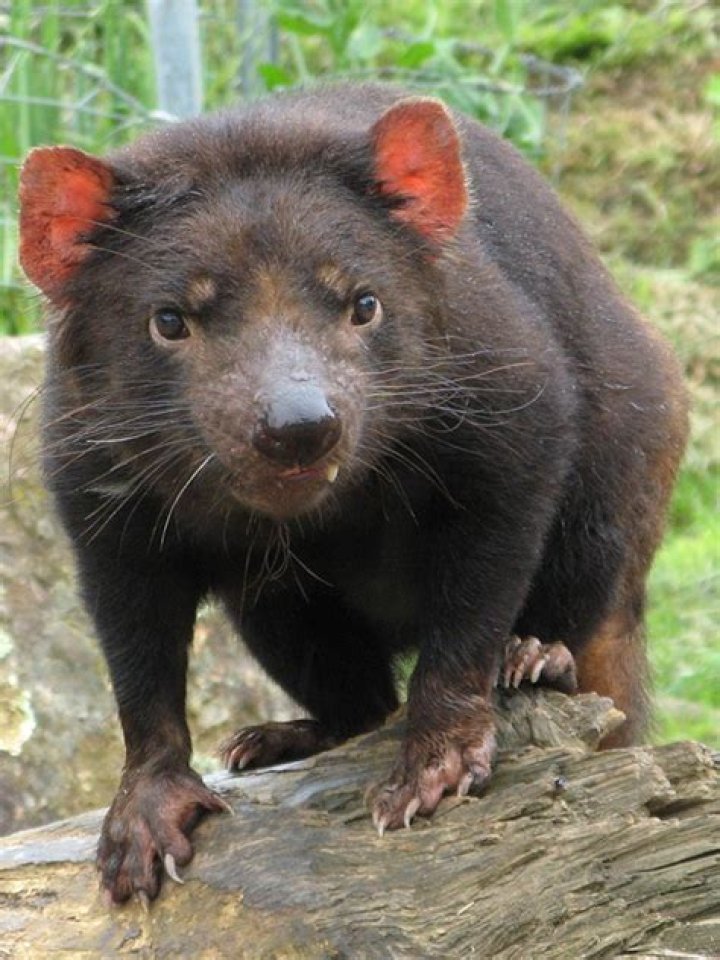 Where can you find a Tasmanian Devil
