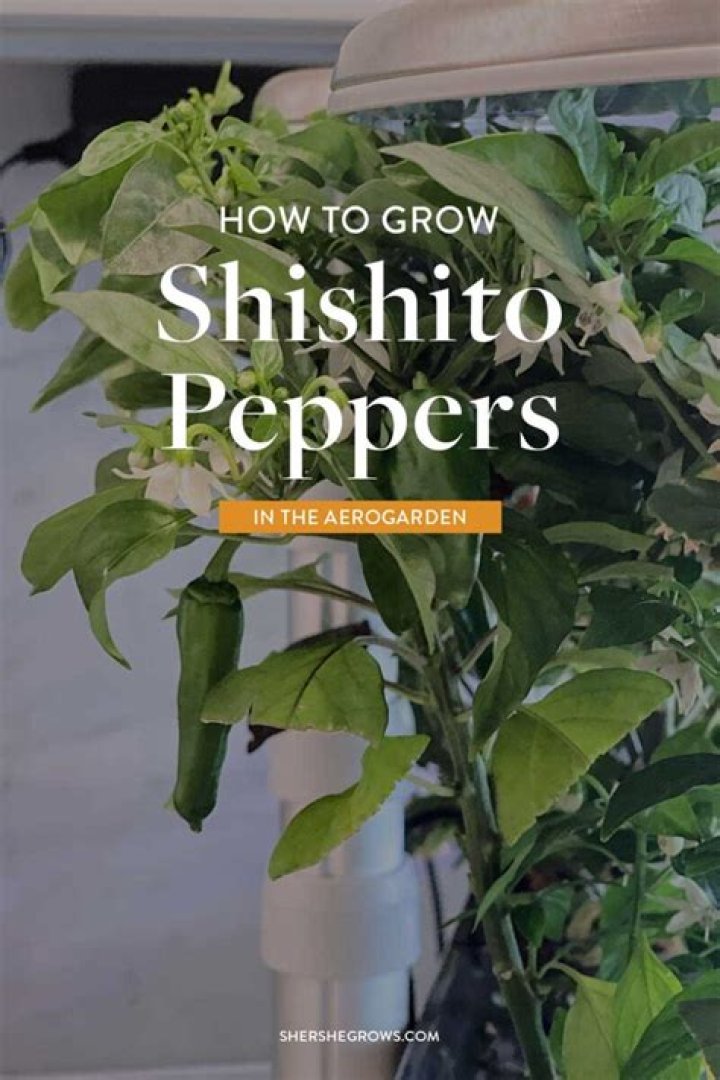 Where can you grow shishito peppers