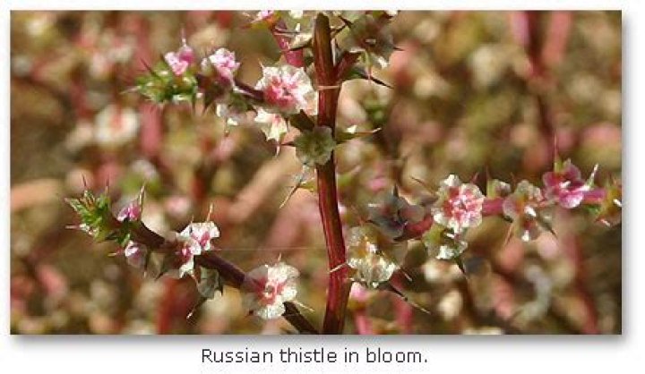 Where did Russian thistle come from