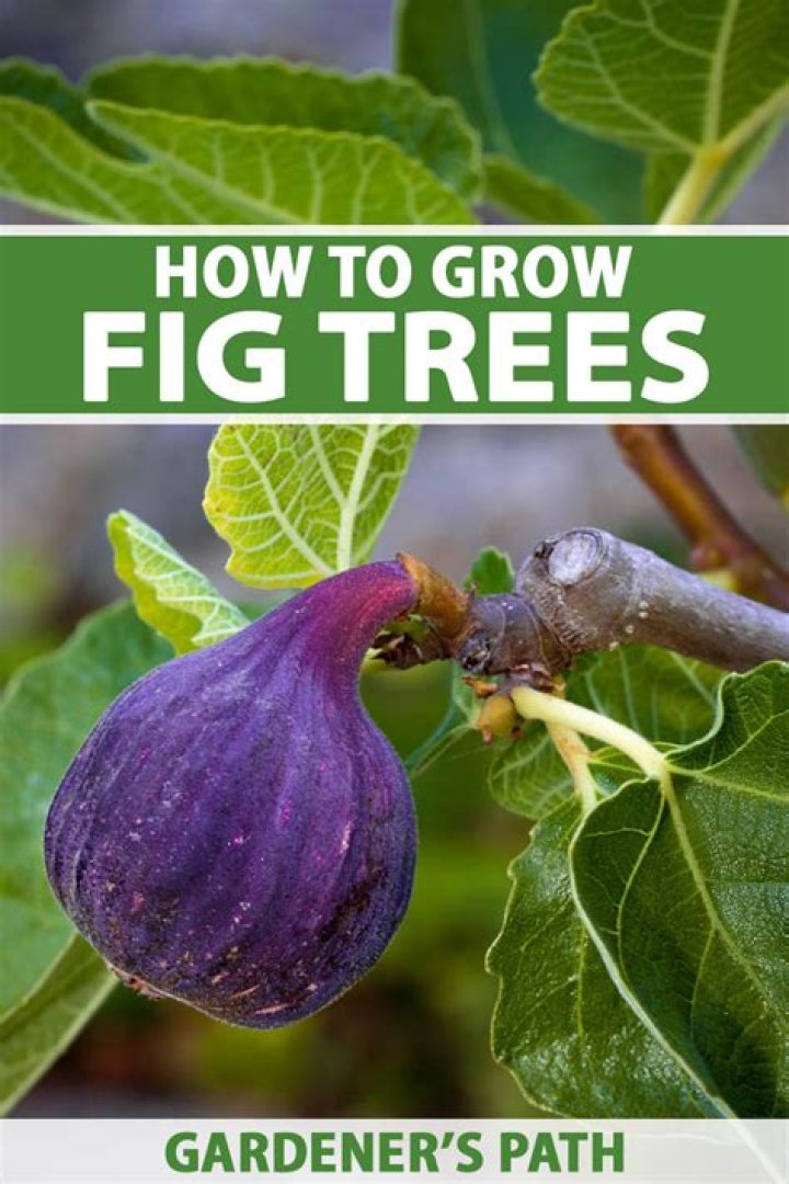 Where do fig trees grow naturally