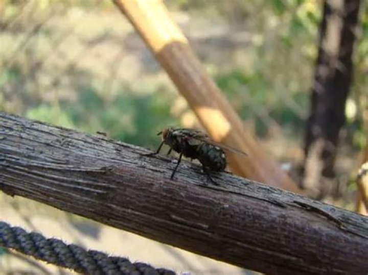 Where do flies come from in the winter