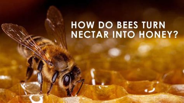 Where do honey bees get nectar?