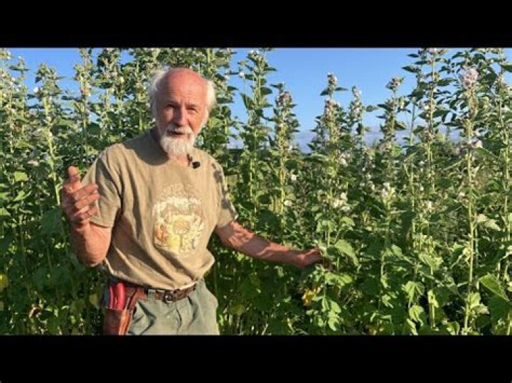 Where do mallow plants grow