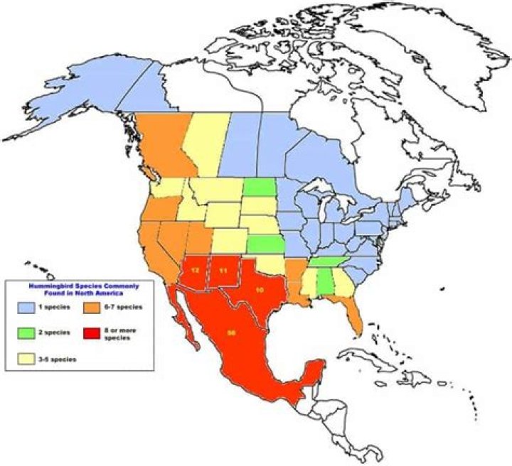 Where do most hummingbirds live