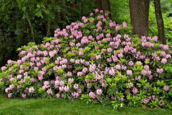 Where do rhododendrons grow best