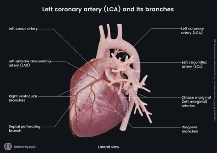 Where do the coronary arteries drain into
