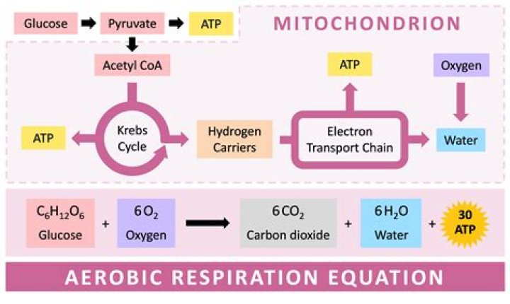 Where does aerobic and anaerobic metabolism take place