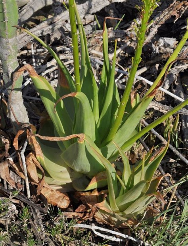 Where does Bulbine grow