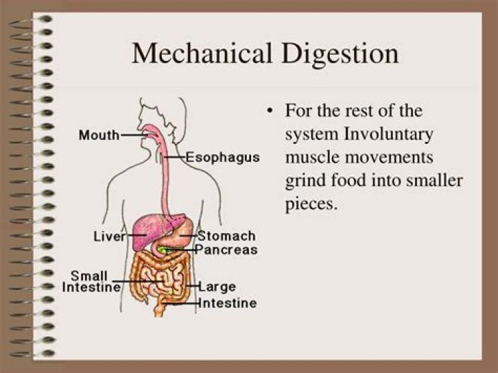 Where does chemical and mechanical digestion occur