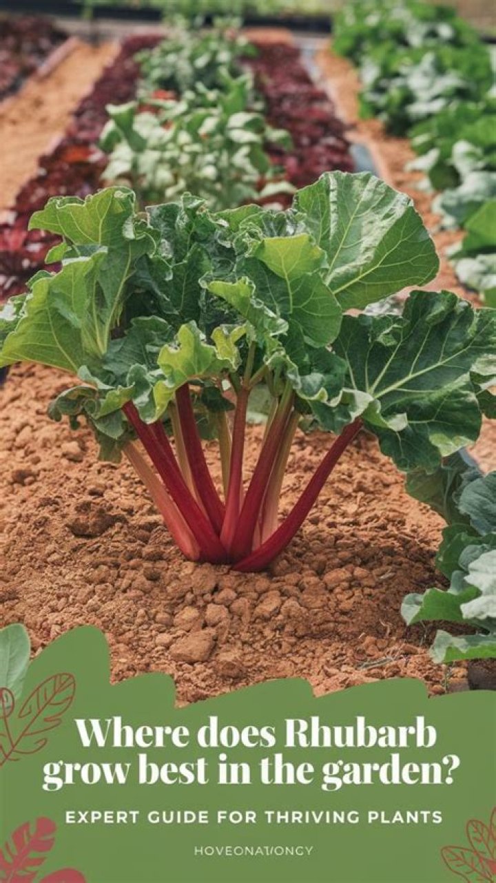 Where does rhubarb grow best?