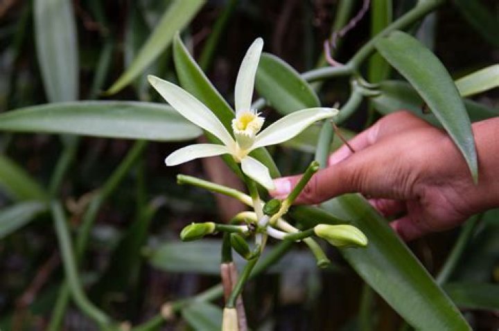 Where does vanilla grow in Mexico