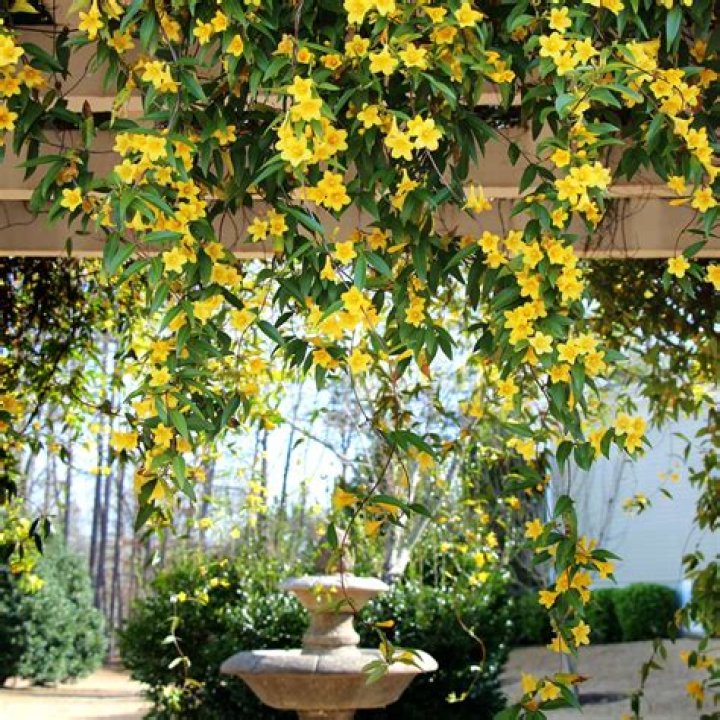 Where does yellow jasmine grow