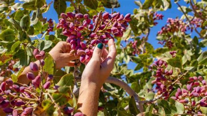 Where in California are pistachios grown