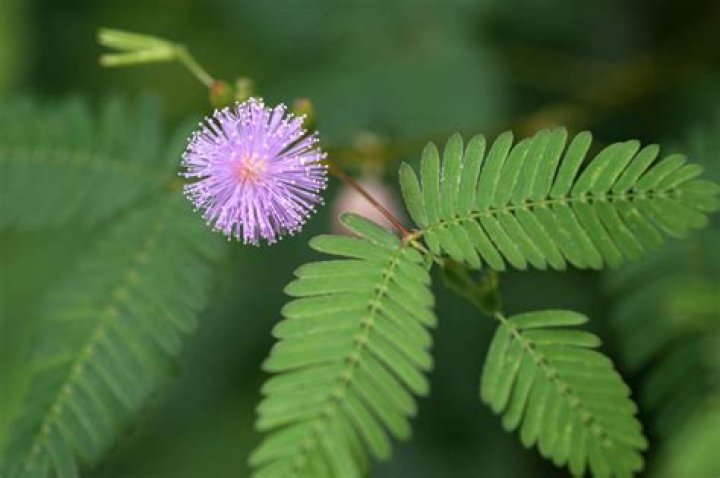 Where is the mimosa tree native to