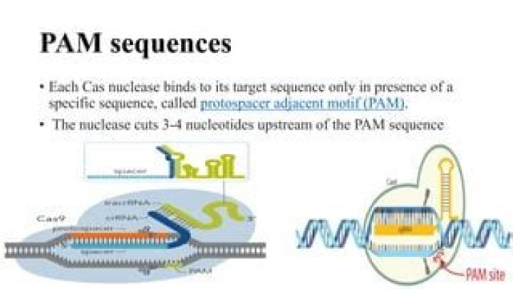 Where is the Pam sequence?