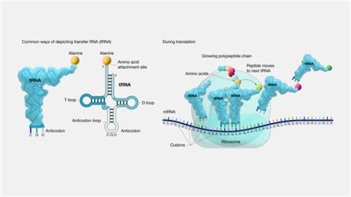 Where is tRNA after translation?