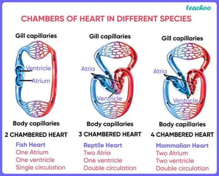 Which animals have 3 chambered hearts?
