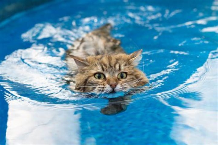 Which big cats can swim?