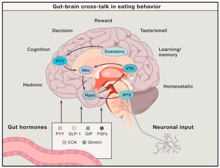 Which brain area is most involved in hunger?